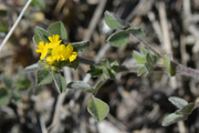 Medicago minima