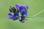 Medicago sativa