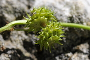 Medicago