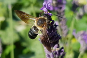 Megachile sculpturalis