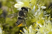 Megachile