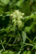 Melampyrum cristatum