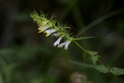 Melampyrum pratense