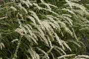 Melica ciliata