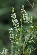 Melilotus albus