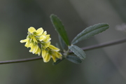 Melilotus officinalis