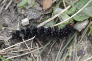 Melitaea cinxia