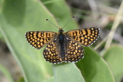 Melitaea cinxia