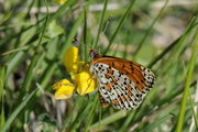 Melitaea didyma