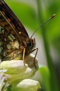 Melitaea diamina