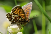 Melitaea diamina