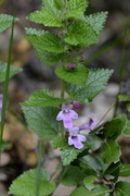 Melittis melissophyllum