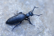Meloe proscarabaeus