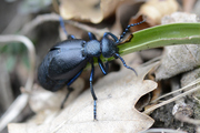 Meloe proscarabaeus