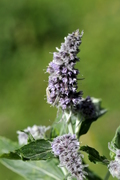 Mentha longifolia