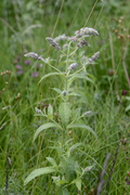 Mentha longifolia