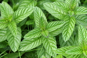 Mentha