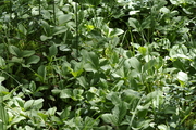 Menyanthes trifoliata