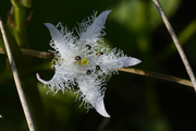 Menyanthes trifoliata