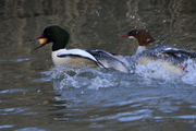 Mergus merganser