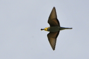 Merops apiaster