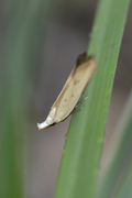 Mesophleps silacella