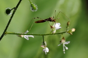 Metatropis rufescens