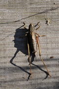 Metrioptera saussuriana