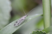Micromus variegatus
