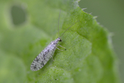Micromus variegatus