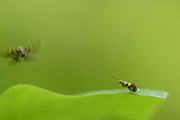 Micropterix rothenbachii