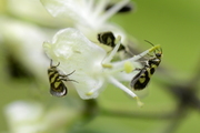 Micropterix rothenbachii