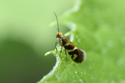 Micropterix schaefferi