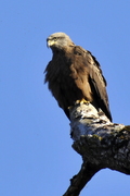 Accipitriformes