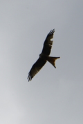 Milvus milvus