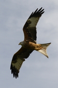 Milvus milvus