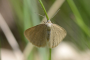 Minoa murinata