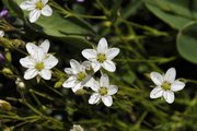 Minuartia verna