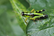 Miramella alpina