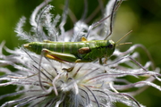 Miramella alpina