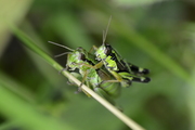 Miramella alpina