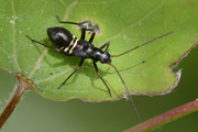 Miris striatus