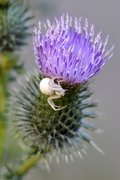 Misumena vatia