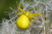 Misumena vatia