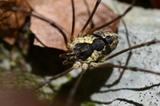 Mitopus morio