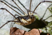 Mitopus morio