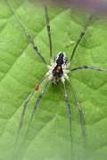 Mitopus morio