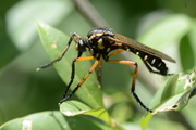 Molobratia teutonus