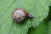 Monachoides incarnatus