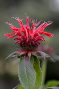 Monarda didyma